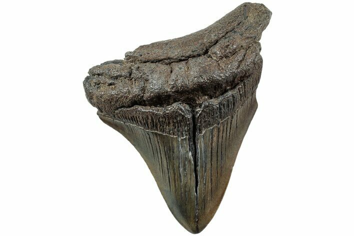 Fossil Megalodon Tooth - South Carolina #207964